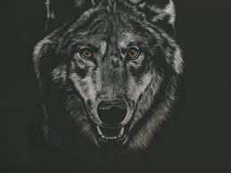 wolf7